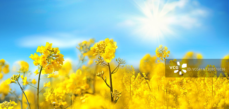 油菜花近距离与蓝天白云在阳光照射自然在春天。图片素材