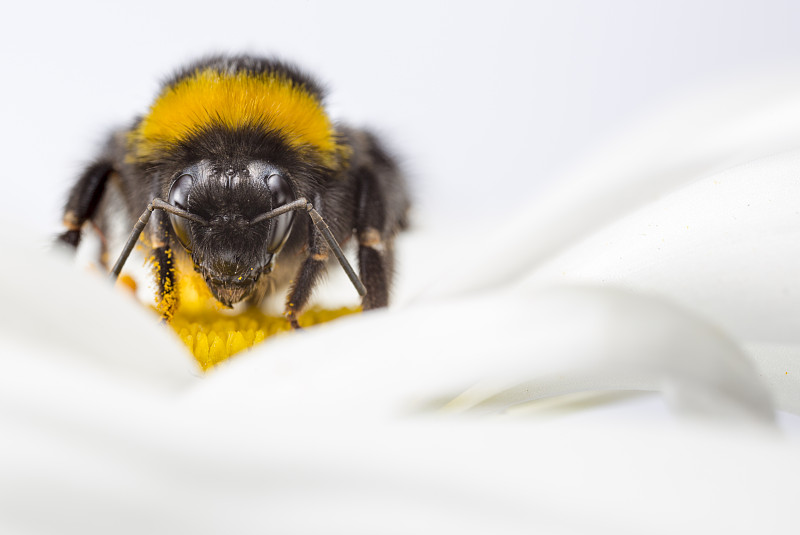 黃尾大黃蜂(熊蜂)工蜂正在吃牛眼雛菊(白菊花)。峰區國家公園，德比郡，英國。7月。圖片素材
