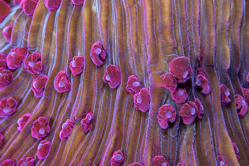紫色的短觸須蘑菇珊瑚(真菌屬)，珊瑚蟲的特寫。印度尼西亞北蘇拉威西島的Lembeh海峽。圖片素材