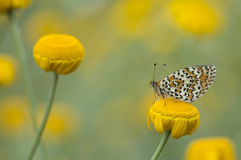 保加利亞，小斑點貝母成蟲在黃花上休息。圖片素材