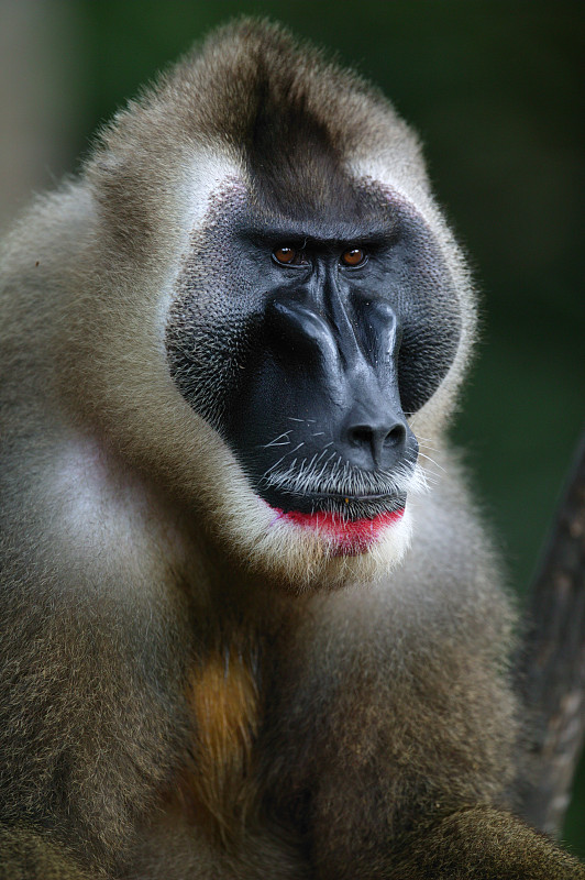 鉆猴(leucophaus Mandrillus)成年雄性，Pandillus保護區，尼日利亞。Non-ex圖片素材