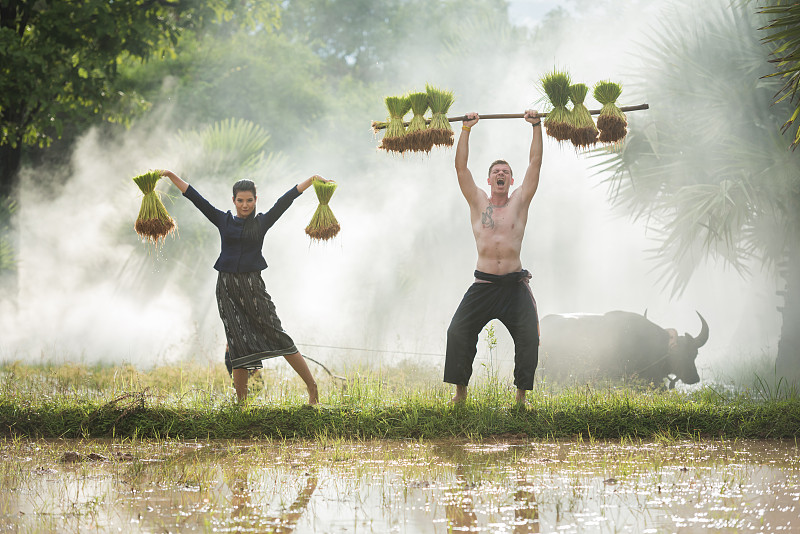 农民在雨季种植水稻图片下载