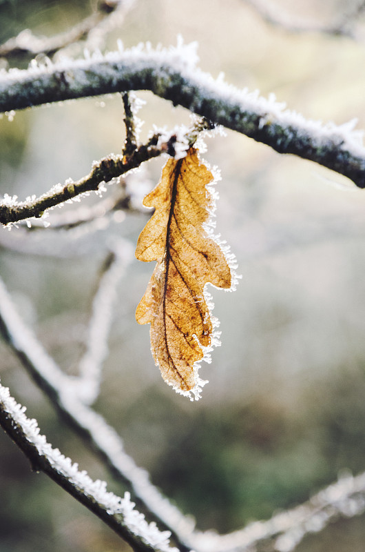 冬季冰凍植物特寫圖片素材