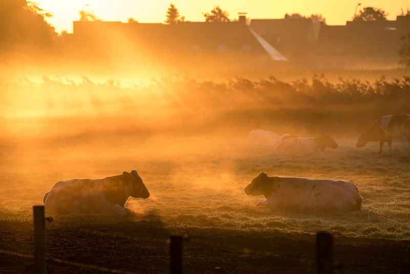 在霧天的牧場上觀看奶牛圖片素材