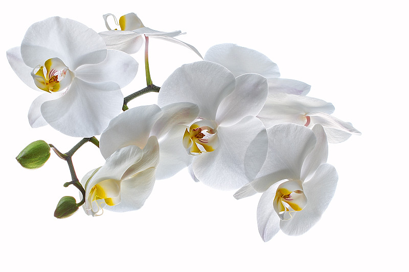 白色背景下的白色蘭花圖片素材