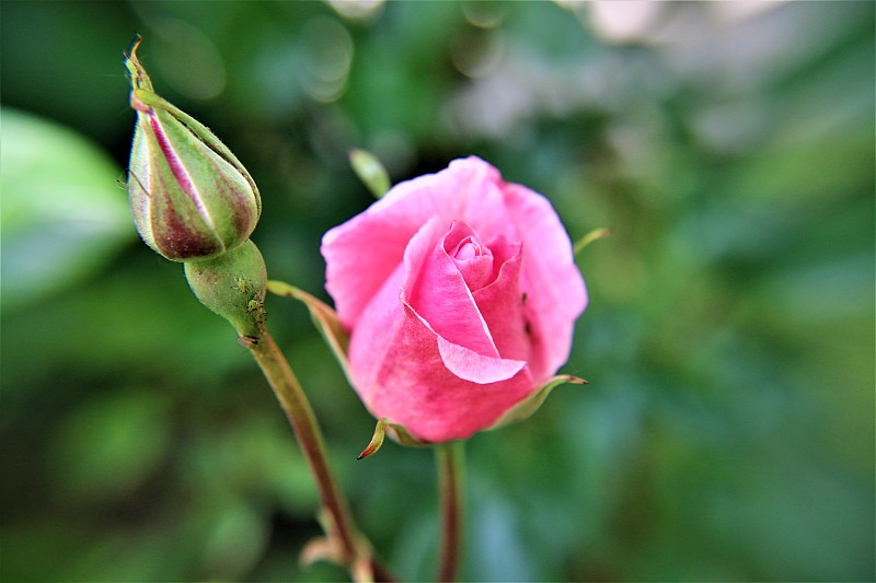 粉色玫瑰特寫，Niederdorla，德國圖片素材
