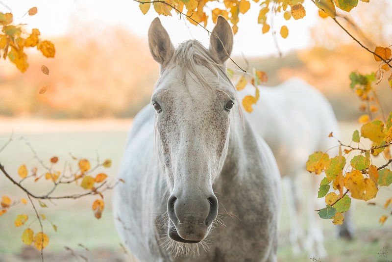 近距離的白馬在秋天的樹葉圖片素材