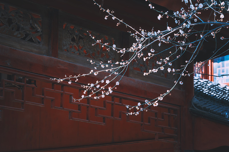 中國浙江西塘庭院內的梅花圖片素材