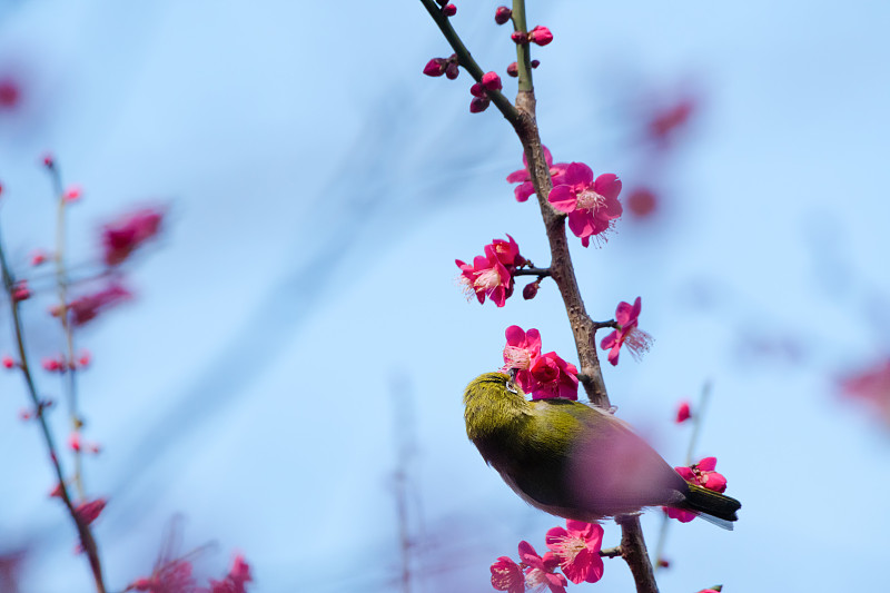 特寫的粉紅色櫻花在春天圖片素材