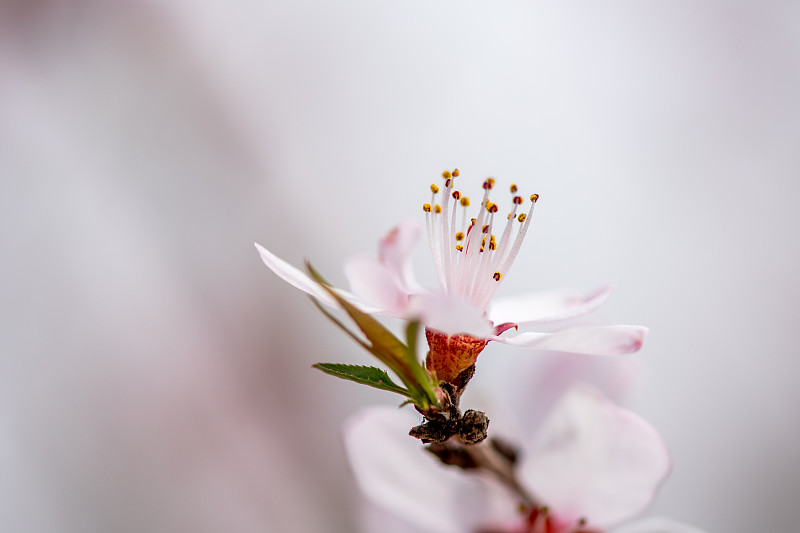 春季盛開的桃花圖片下載