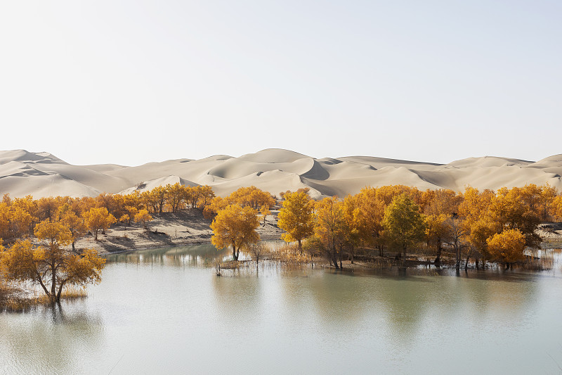新疆南疆胡楊林，金秋的庫爾勒胡楊林圖片素材