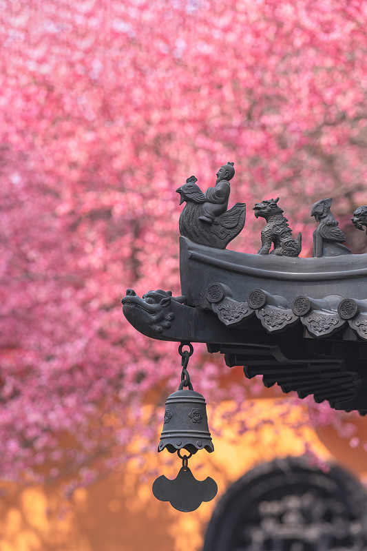 湖州铁佛寺春季盛开的梅花图片下载