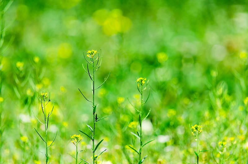 中国野生植物和野外植物拍摄主题，春天的田地里生长出一片绿色的荠菜花，户外白昼无人图像摄影图片下载