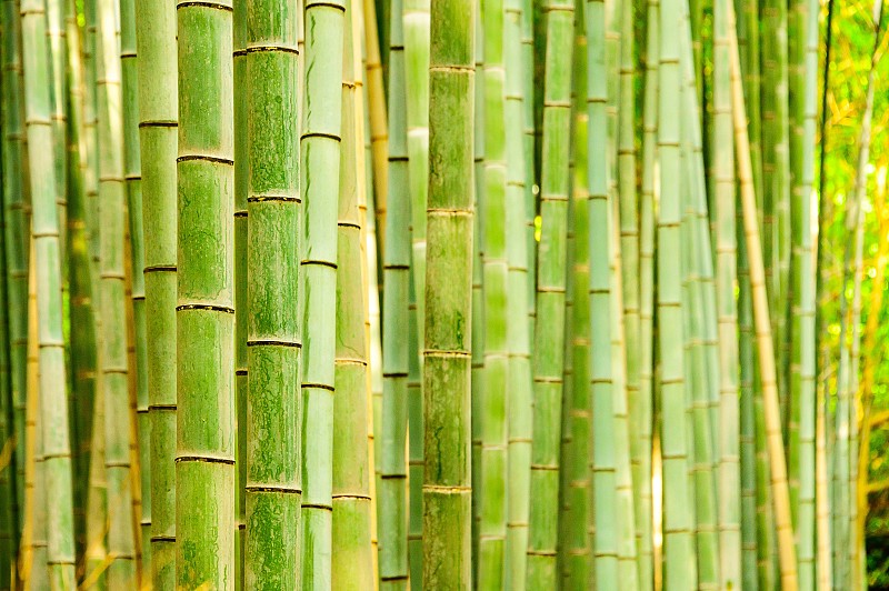 日本京都的嵐山竹林圖片素材