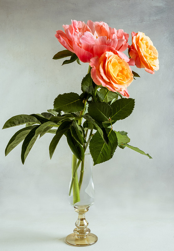 美麗的粉紅色和珊瑚牡丹花和玫瑰在灰色水彩背景下圖片素材