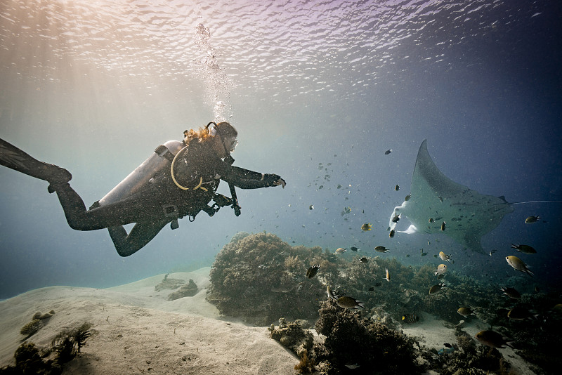 蝠鲼和水肺潛水員圖片素材