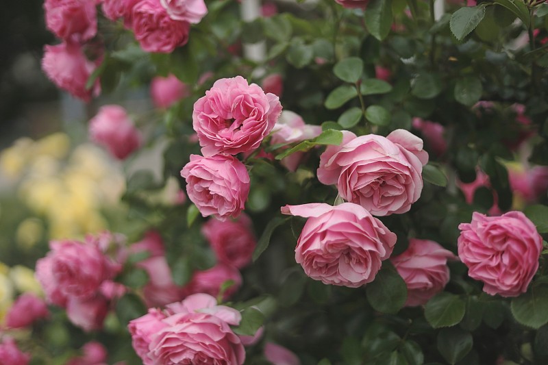 可愛的粉紅玫瑰- Rosa Leonardo de Vinci (MEIdeauri)在自然光中盛開，Floribunda玫瑰，選擇性的焦點圖片素材