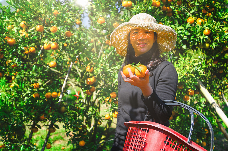 亞洲女農民在果園里細心地采摘成熟的女人采摘成熟的橙子圖片素材