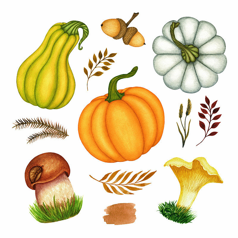 水彩秋季南瓜，橡子，蘑菇，樹葉。手繪的秋季收集對象孤立在白色的背景圖片素材