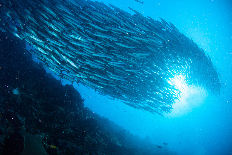 魚群，一群熱帶魚圖片素材