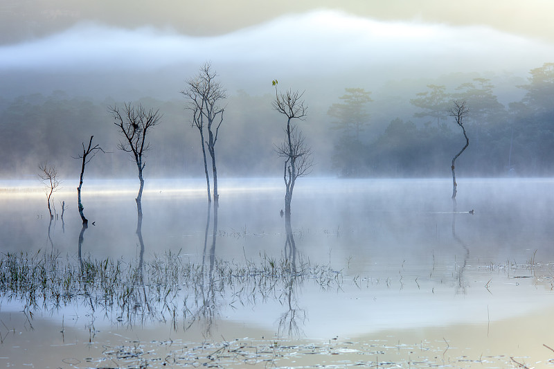 美麗的風景和獨特的淹水森林在霧沼澤圖片下載