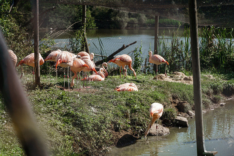 粉紅色的火烈鳥在湖邊攝影圖片