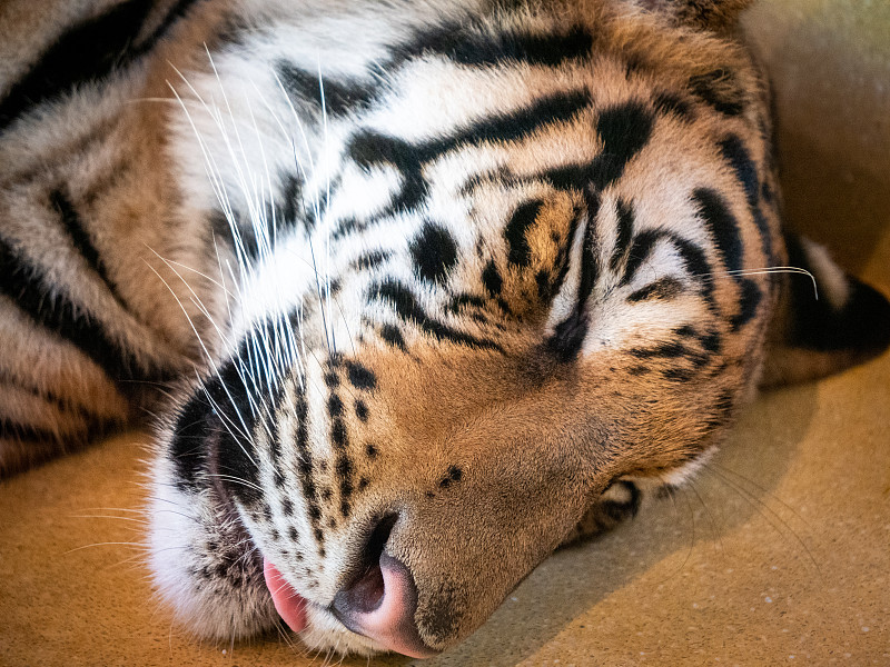 泰國虎頭吐舌頭睡覺的特寫鏡頭。假期活動、冒險、探索和學習理念攝影圖片
