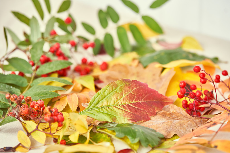秋天的背景與不同的色彩繽紛的樹葉，羅文漿果和復制空間。秋季背景，選擇性聚焦在綠紅的野葡萄葉。攝影圖片