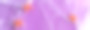 萬圣節背景由白色蜘蛛網和橙色閃閃發光的蜘蛛紫色。節日裝飾的概念?？植篮涂植赖谋尘芭c復制空間為您的設計。網絡橫幅攝影圖片