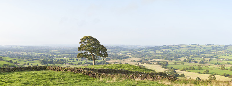 山上孤獨的橡樹，背景是英國鄉村攝影圖片