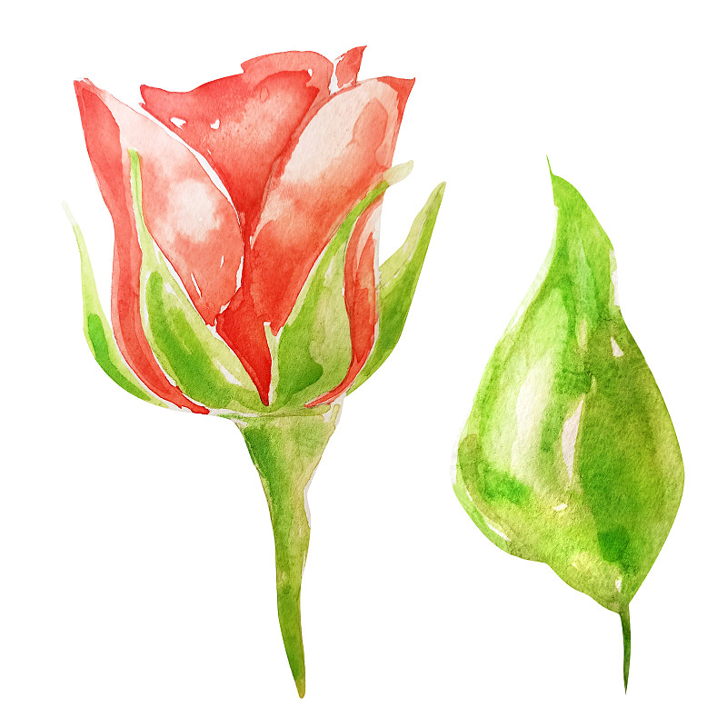 紅玫瑰與葉子水彩元素插畫圖片