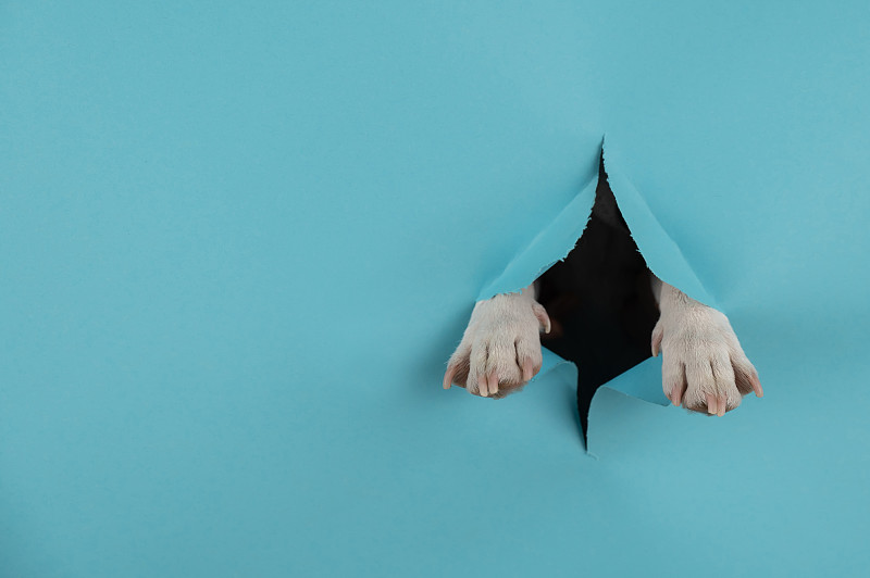 在藍色的背景紙上，狗爪從一個洞里伸出來。副本的空間。圖片下載
