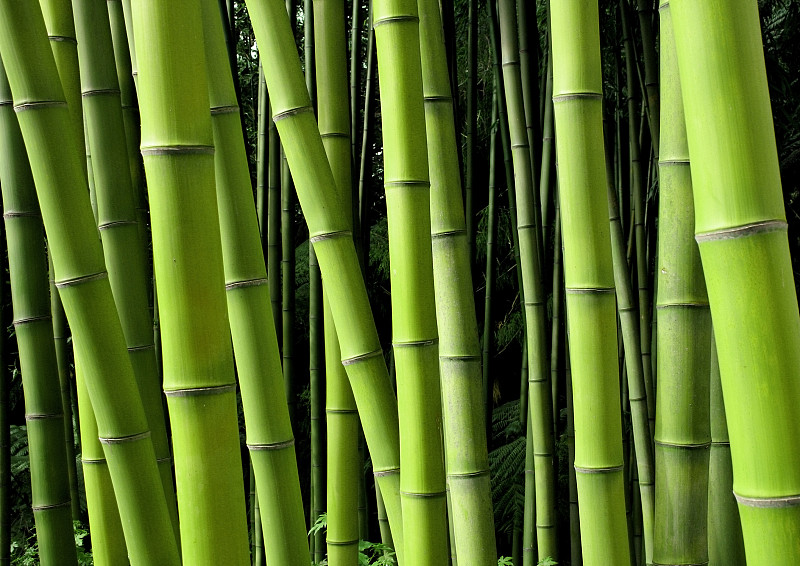竹子圖片素材