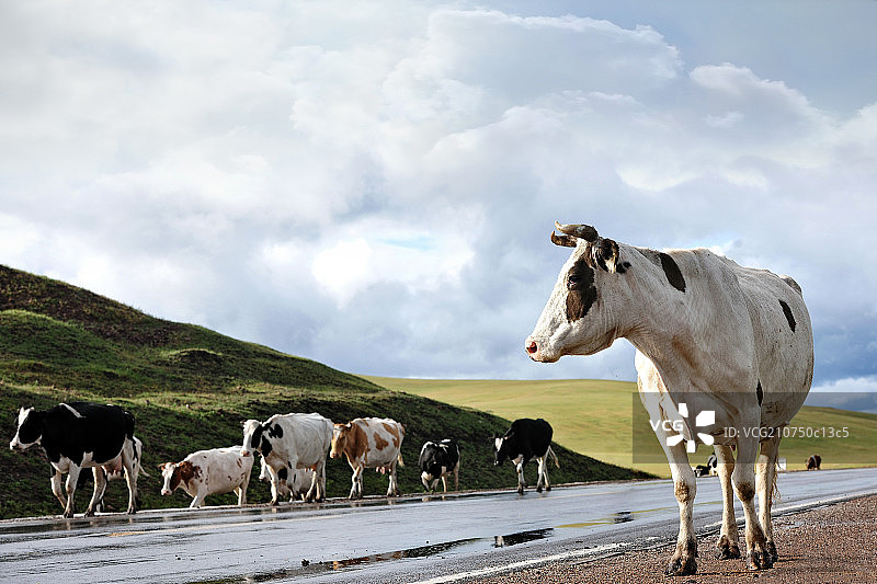 内蒙古草原的奶牛图片素材
