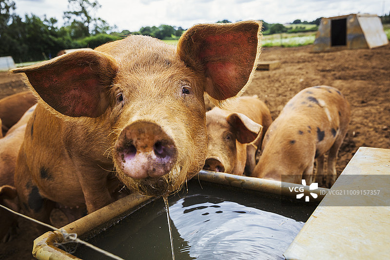 三只猪在地里，一只在水槽里喝水。图片素材