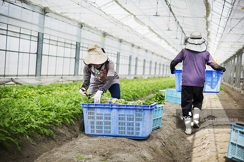 在温室里工作的妇女正在收获一种商业粮食作物，水菜蔬菜。图片素材