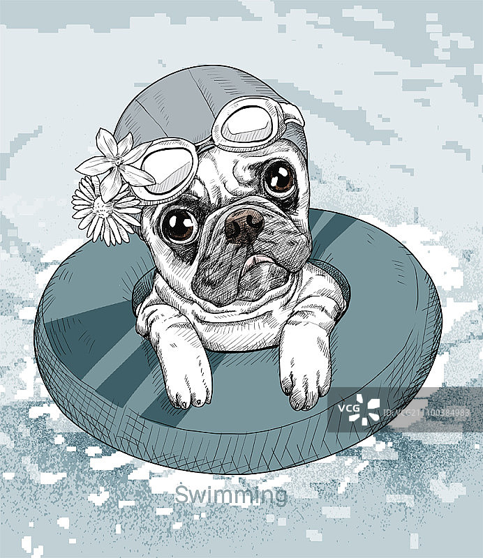 可爱的斗牛犬幼犬带着橡胶圈游泳图片素材