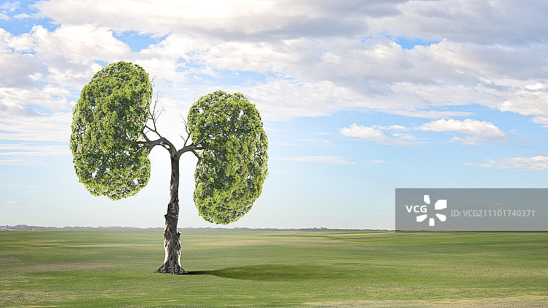 空气污染。绿树的概念形象，形状像人的肺图片素材