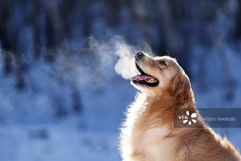 雪山中的金毛犬图片素材