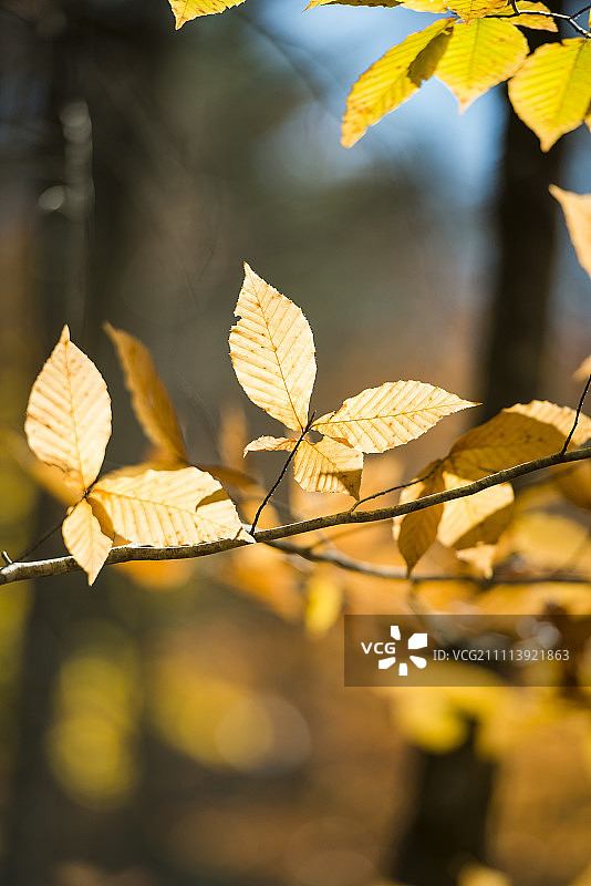 罗得岛州的树枝上秋叶的细节视图图片素材