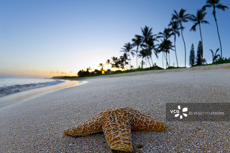 夏威夷日出时海滩上海星的特写图片素材