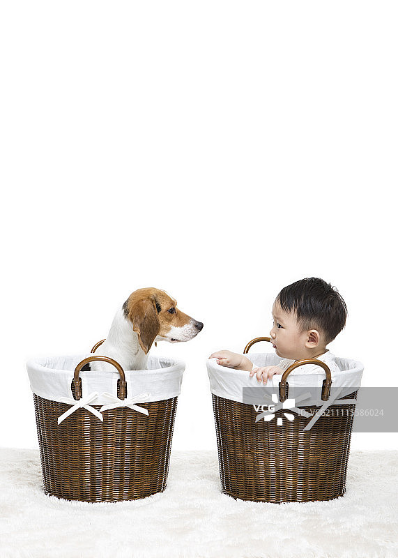 婴儿和小狗在洗衣篮里看着对方图片素材