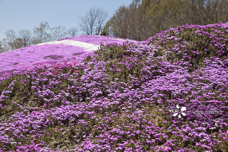 日本北海道桥郡Ozora-cho东本琴芝樱公园，鲜艳的粉红色、紫色和白色苔藓夹竹桃花地毯图片素材