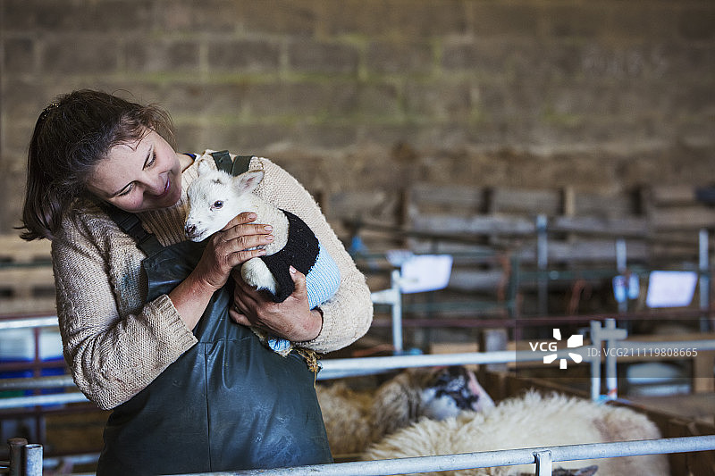 一个女人站在谷仓里，抱着一只穿着针织套衫的新生羊羔。图片素材