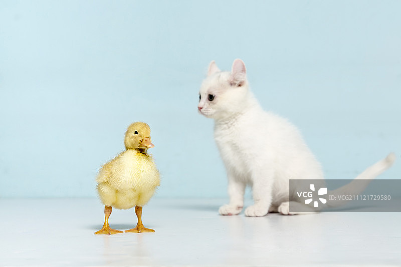 鸭子和小猫，工作室拍摄图片素材