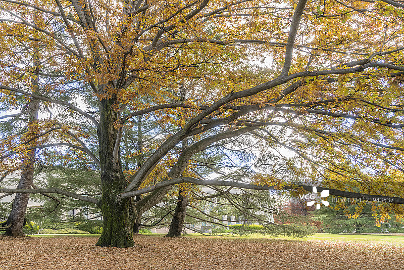 枯黄的秋天大树图片素材