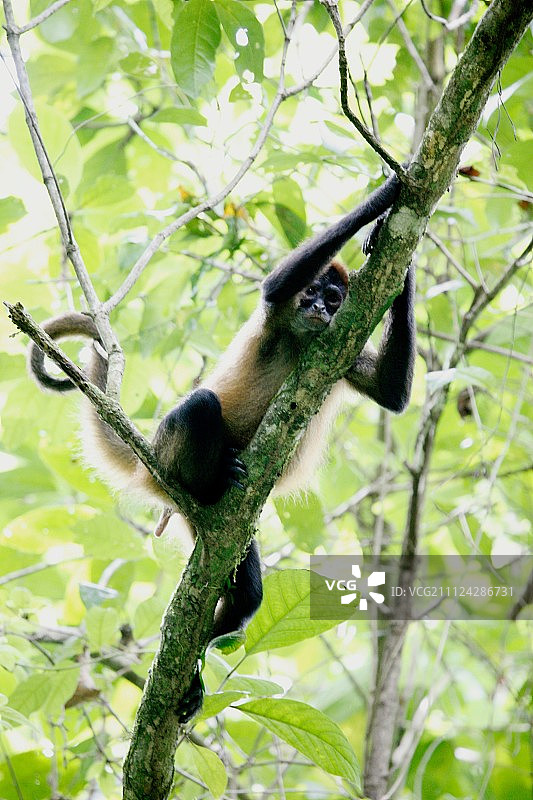 树枝上的猴子图片素材
