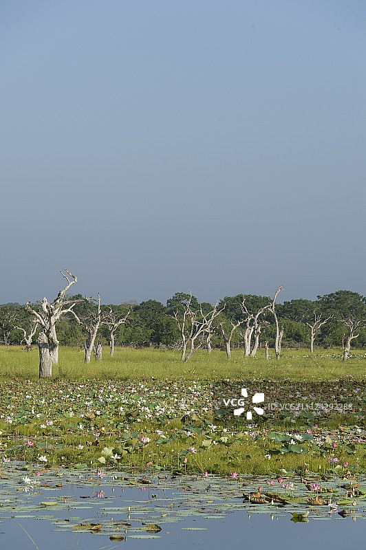 斯里兰卡亚拉国家公园的湖面上，光秃秃的树木和睡莲图片素材