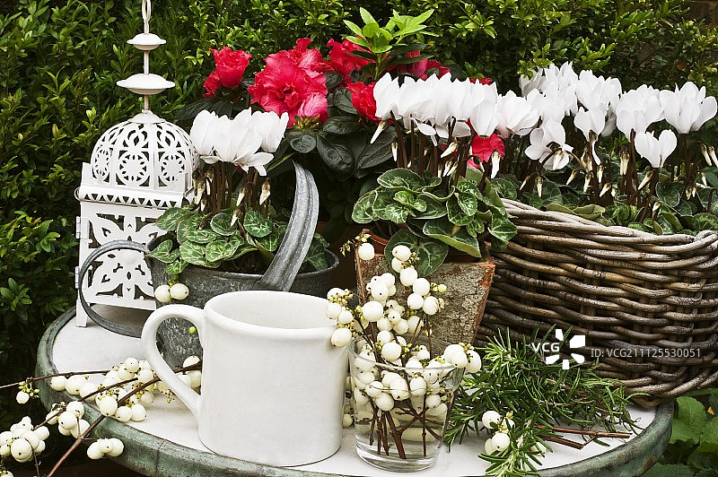 雪莓，仙客来，杜鹃花和灯笼放在小花园桌上图片素材