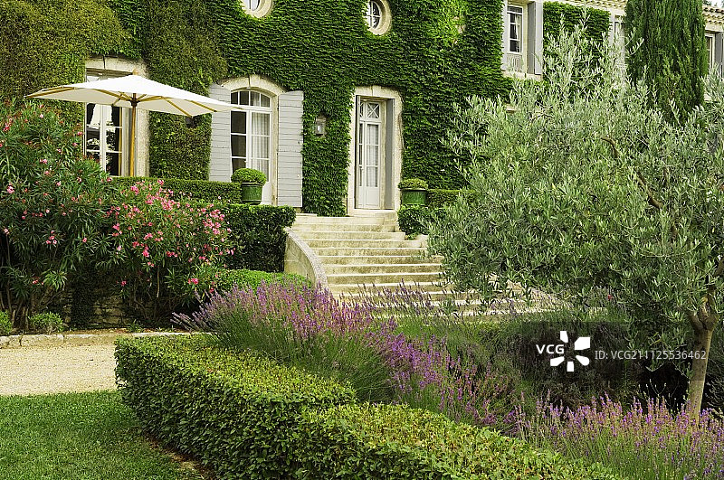 在爬满藤蔓的乡村庄园前，Box hedge围绕着薰衣草和橄榄树的床，宽阔的台阶通向法式大门图片素材